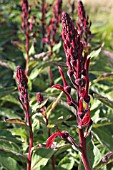 LOBELIA TUPA