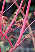 ACER PALMATUM SANGO-KAKU