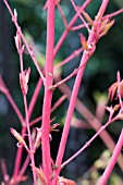 ACER PALMATUM SANGO-KAKU