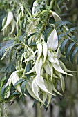 CLIANTHUS PUNICEUS ALBUS