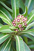 EUPHORBIA MELLIFERA