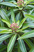 EUPHORBIA MELLIFERA,