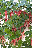 RIBES SPECIOSUM