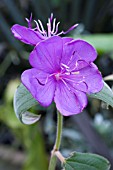 TIBOUCHINA URVILLEANA