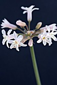 TULBAGHIA FRAGRANS