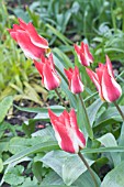 TULIPA DREAMBOAT