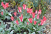 TULIPA DREAMBOAT