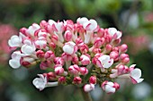 VIBURNUM X BURKWOODII MOHAWK