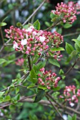 VIBURNUM X BURKWOODII MOHAWK