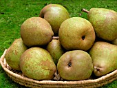 PEAR COMICE (PYRUS COMMUNIS)