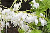 DICENTRA SPECTABILIS ALBA