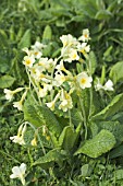 PRIMULA ELATIOR