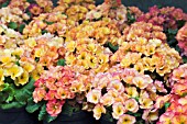 PRIMULA PRETTY GIRLS PASTEL