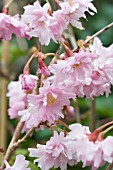 PRUNUS INCISA OSHIDORI FUJI