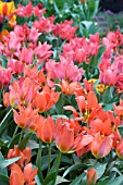 TULIPA FASHION, CAPE COD & GLUCK