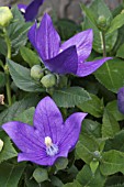 PLATYCODON GRANDIFLORUM FUJI BLUE