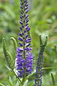 VERONICA SPICATA