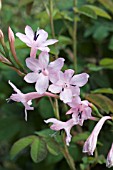 WATSONIA BORBONICA