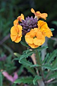 ERYSIMUM APRICOT TWIST