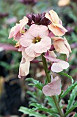 ERYSIMUM PASTEL PATCHWORK