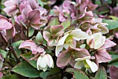 HELLEBORUS IVORY PRINCE