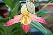 PHRAGMIPEDIUM ERIC YOUNG