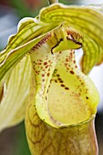 PHRAGMIPEDIUM GRANDE