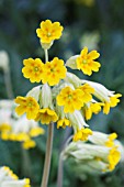 PRIMULA VERIS