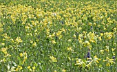 PRIMULA VERIS