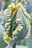 TULIPA ROCOCO