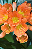 CLIVIA GARDENII