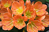 CLIVIA GARDENII