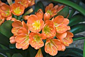 CLIVIA GARDENII