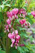 DICENTRA SPECTABILIS