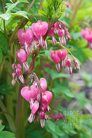 DICENTRA_SPECTABILIS