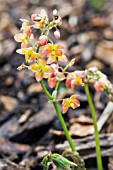 EPIMEDIUM X WARLEYENSE