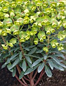 EUPHORBIA REDWING