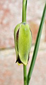 FRITILLARIA ACMOPETALA