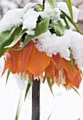 FRITILLARIA IMPERIALIS