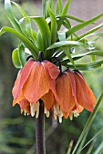 FRITILLARIA IMPERIALIS