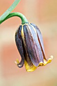 FRITILLARIA UVA-VULPIS