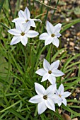 IPHEION UNIFLORUM