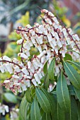 PIERIS JAPONICA SNOWDRIFT