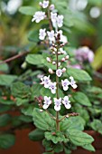 PLECTRANTHUS PURPURATUS