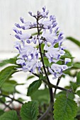 PLECTRANTHUS ZULUENSIS