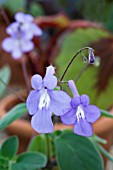 STREPTOCARPUS SAXORUM