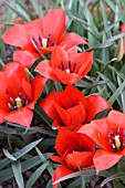 TULIPA LINEFOLIA