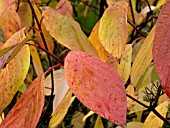 CORNUS ALBA (DOGWOOD)