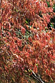 ACER PALMATUM DISSECTUM ATROPURPUREUM