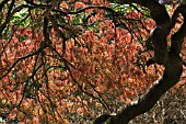 ACER PALMATUM DISSECTUM ATROPURPUREUM